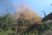 山桜と吊り橋を下から - 蓮生寺公園