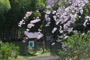 シダレザクラ(枝垂れ桜)2 - 蓮生寺公園
