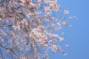 シダレザクラ(枝垂れ桜)3 - 蓮生寺公園