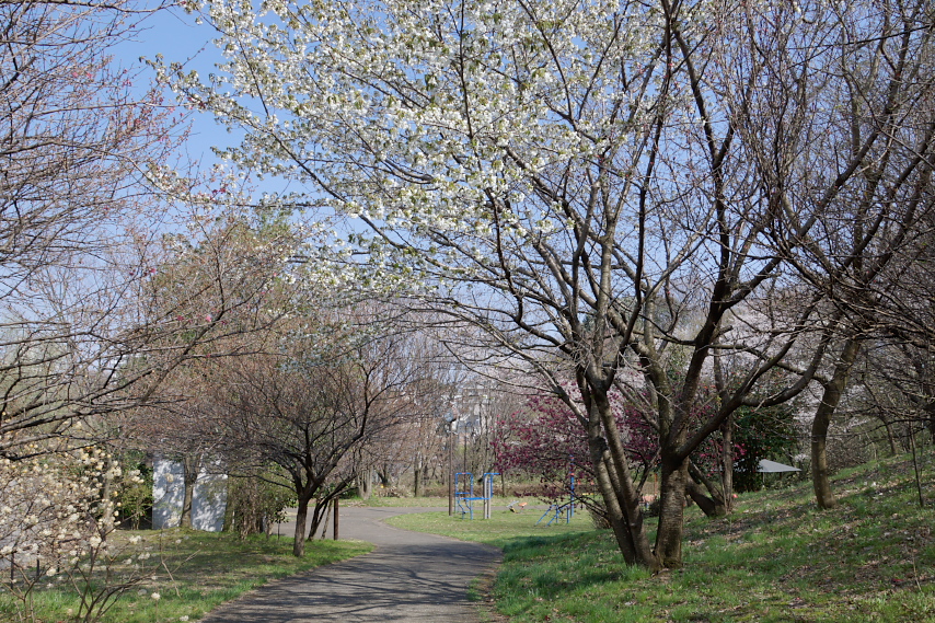 オオシマザクラ(大島桜) - 蓮生寺公園