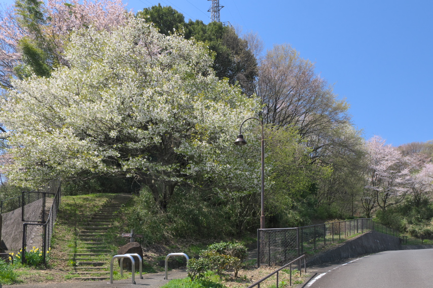 大島桜が咲いた東口 - 蓮生寺公園