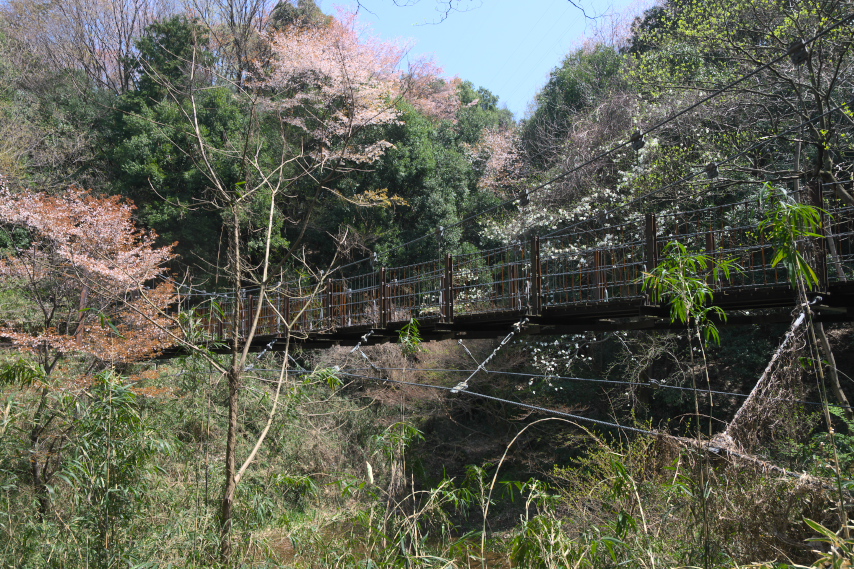 山桜や辛夷が咲くさえずり橋付近 - 蓮生寺公園
