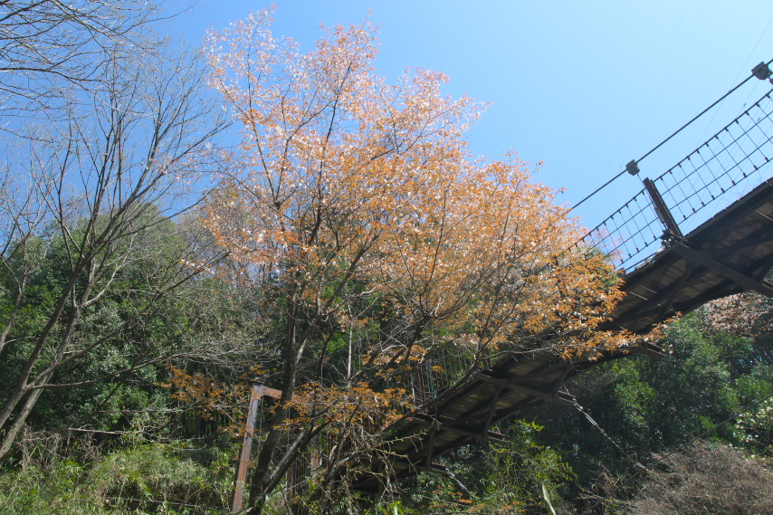 山桜と吊り橋を下から - 蓮生寺公園