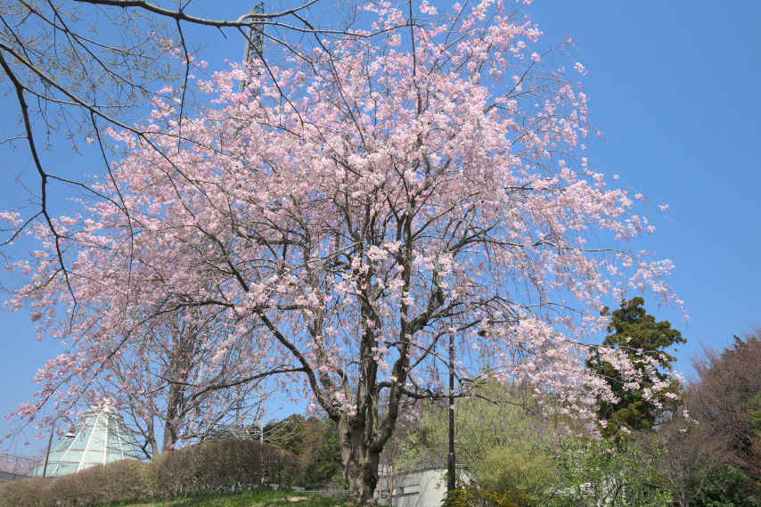 シダレザクラ(枝垂れ桜) - 蓮生寺公園