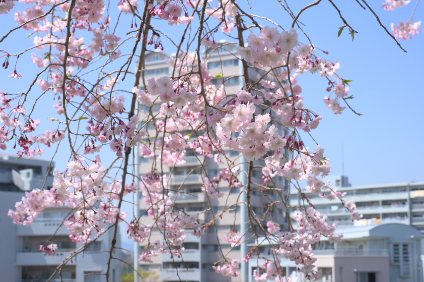 枝垂れ桜の花 - 蓮生寺公園