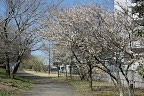 梅が咲いた北側の園路 - 蓮生寺公園