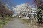 紅白の梅が咲く園路2 - 蓮生寺公園