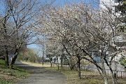 梅が咲いた北側の園路 - 蓮生寺公園