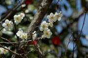梅の花2 - 蓮生寺公園