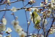 梅の花をつつくメジロ - 蓮生寺公園
