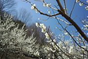白い梅の花 - 蓮生寺公園