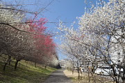 紅白の梅が咲く園路 - 蓮生寺公園