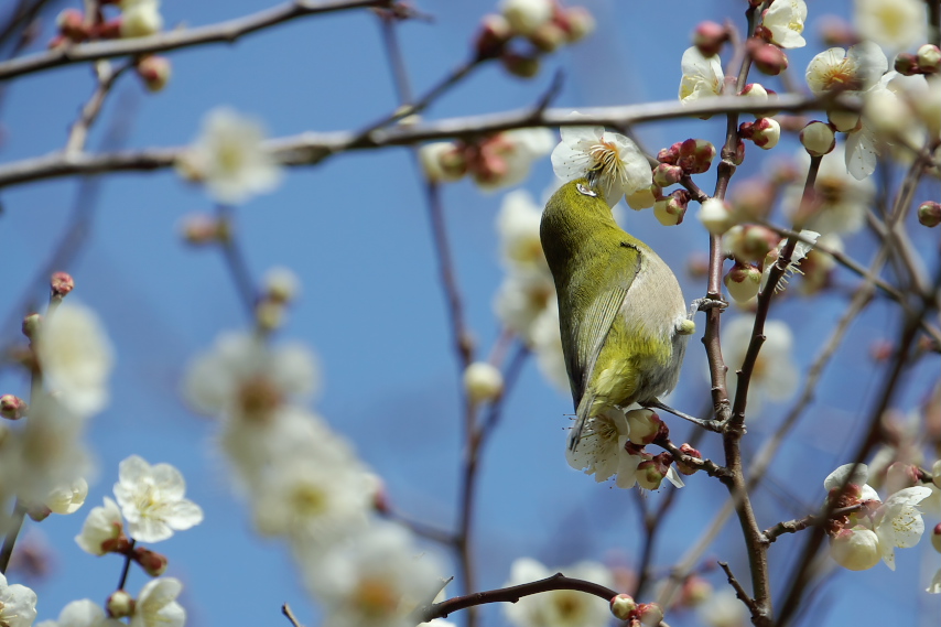 梅の花をつつくメジロ - 蓮生寺公園