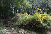ヤマブキが咲く階段の園路 - 蓮生寺公園