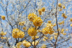 ミツマタの花と白梅 - 蓮生寺公園