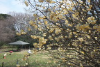 ミツマタが咲くお祭り広場 - 蓮生寺公園