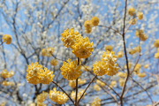 ミツマタの花と白梅 - 蓮生寺公園