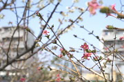 早春のウグイスカグラ - 蓮生寺公園