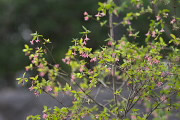 葉が伸びてきたウグイスカグラ - 蓮生寺公園