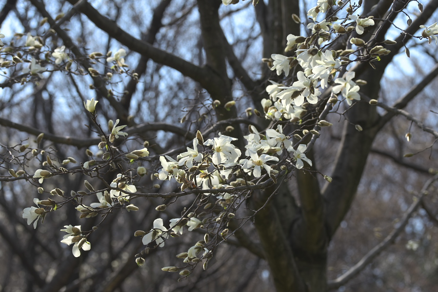 開花したコブシ - 蓮生寺公園